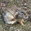 rabbitslord